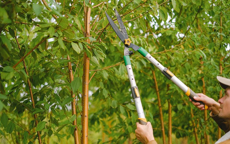 Tree trimming in Orlando, WV