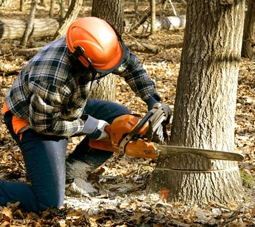 Tree Removal in Orlando, WV